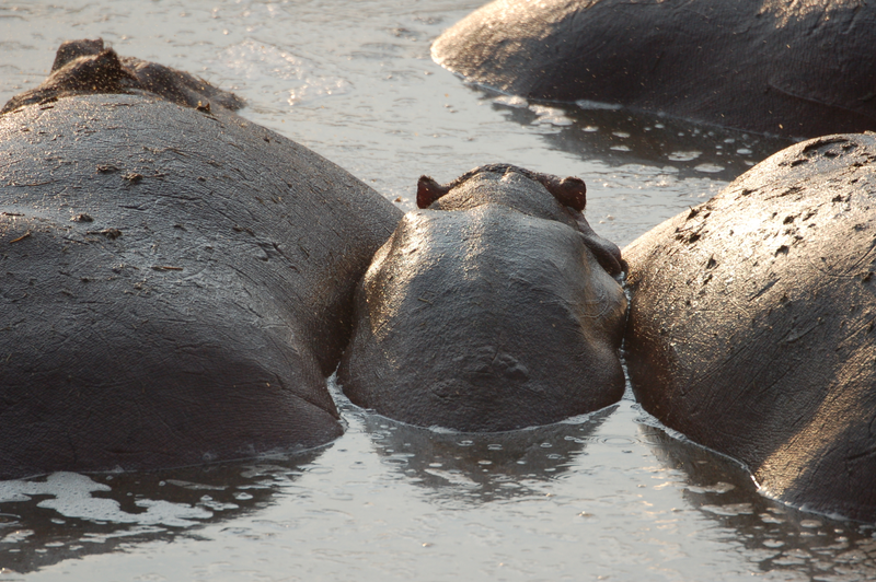Illustration for article titled Out of Africa. Hungry Hungry Hippos.